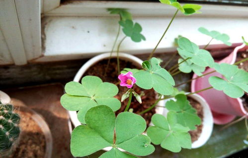 花盆里的红花三叶草