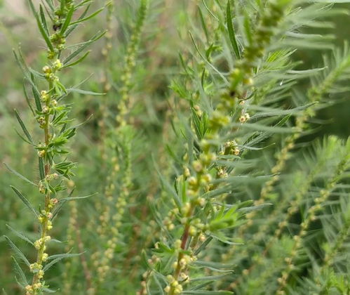 北方地肤草冻死怎么办？揭秘200元养护费的真相！