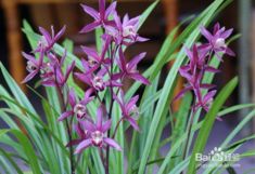 兰花分类入门：外观特征和生长习性探秘