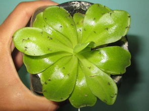 1. 生姜杀虫剂：健康又环保