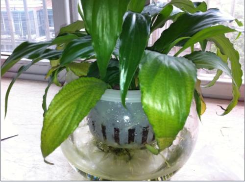 “一帆风顺水培法，无土养花省心秘籍”