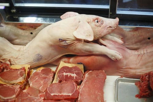如何区分土猪肉和饲料猪，仅凭直播中的猪饲料就能判断吗？