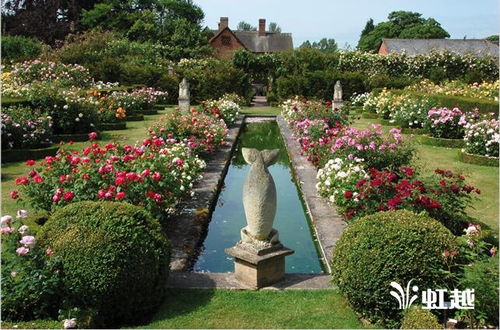 宝莉娜月季的花期揭秘