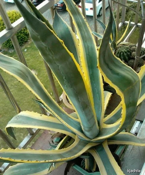 金边龙舌兰的繁衍方式