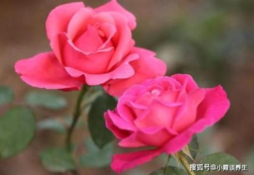 光照不足，月季花会徒长