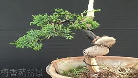 外观特点：地柏和真柏的初步印象