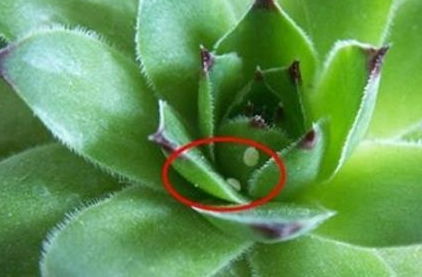 如何去除白药渍？