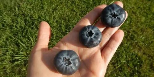 蓝莓什么季节成熟？不同品种成熟时间有差异