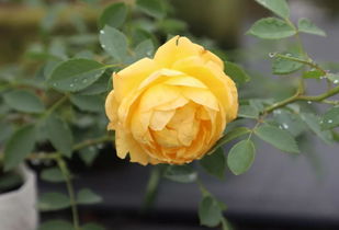 保留性状， 拥有新品种