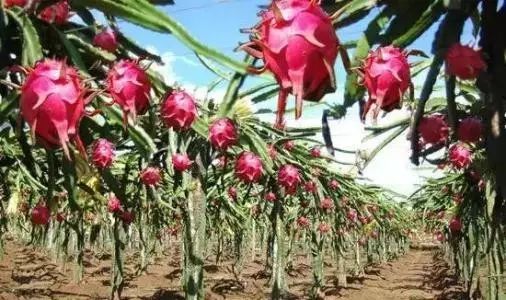 火焰之树，生机盎然