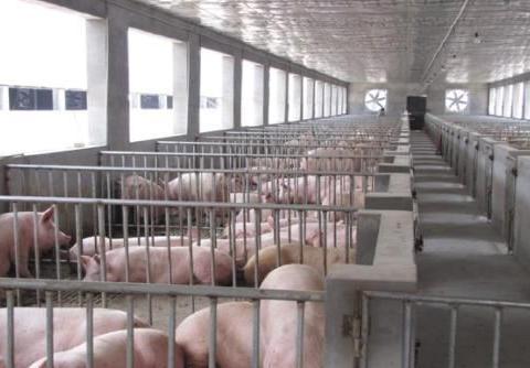 农村养猪户宜根据资源、市场选养猪场类型