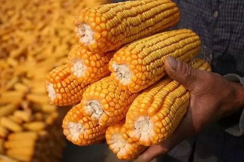 表观完好玉米也可Neng发霉？如何选购饲料玉米避坑？