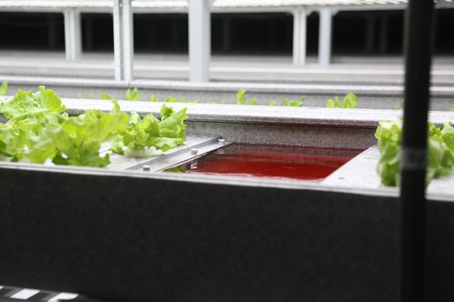 水培种植生菜时如何掌握最佳光照和营养液配比技巧以确保生菜根系健康生长