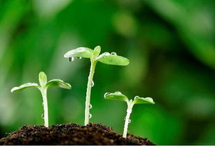 种子种下去20天没动静，别急！