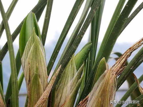 兰花怎么栽种？修根时需要注意什么细节