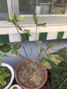 栀子花叶子干枯， 揭秘背后的原因