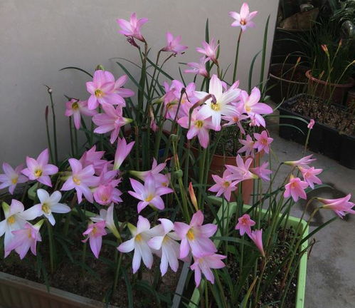 风雨兰，应用型花卉的佼佼者