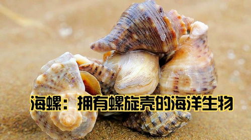 海螺一年能长多大？探究其生长速度与形态变化