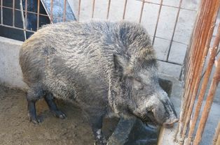 特色野猪养殖，一种新型农业致富方式