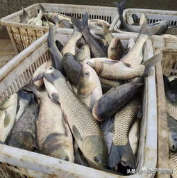 为什么这种农药只对虾蟹有杀灭作用？