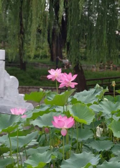 一草一木间， 生命的低语