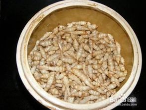 螺丝菜什么季节种植？不同季节种植方法有何不同
