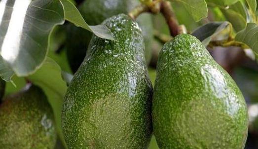 牛油果的神秘面纱