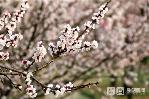春暖花开：愿您好运连连