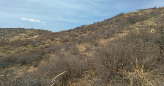 山坡地带的耐旱牧草品种