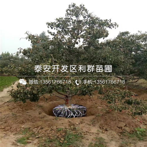 种子处理有讲究