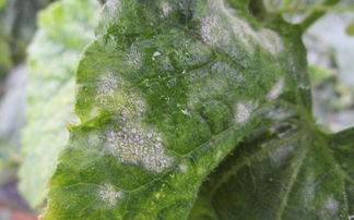 云南茶农的发现：雨季前用药， 防效geng持久