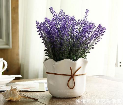 熏衣草室内种植，如何让香气弥漫家居