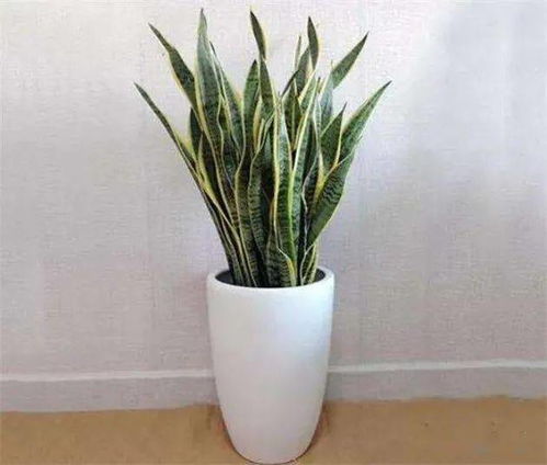 虎皮兰：绿植中的耐旱冠军