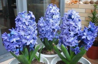 自然性脱叶和枯枝， 黄杨生长中的常见现象