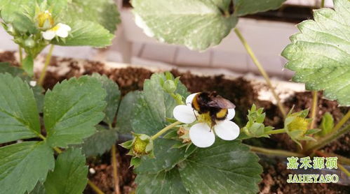 橡胶树：增加家居生机的选择