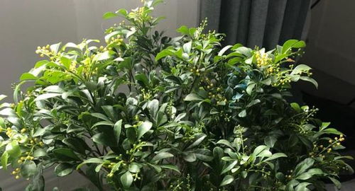查米兰花落叶之谜，为何如此脆弱