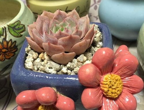 陶盆：透气小嫩手