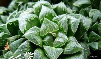 绿化小苗Zuo防寒垫，对植物生长有影响吗？