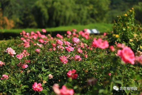 成dou植物园今年也有月季园了！