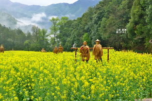 油菜花几月开？不同地区油菜花开放时间一览