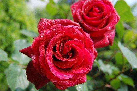 1. 春季修剪：新枝发芽， 美丽从这里开始