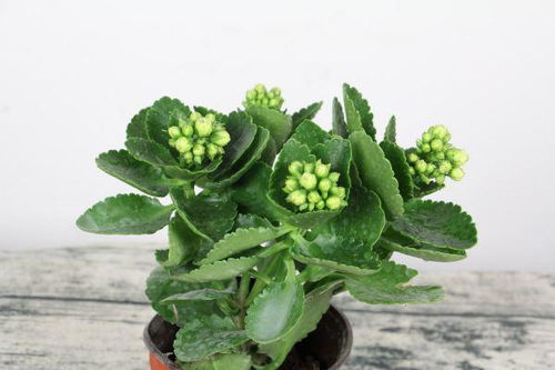 浇水过多：涝害导致根系腐烂