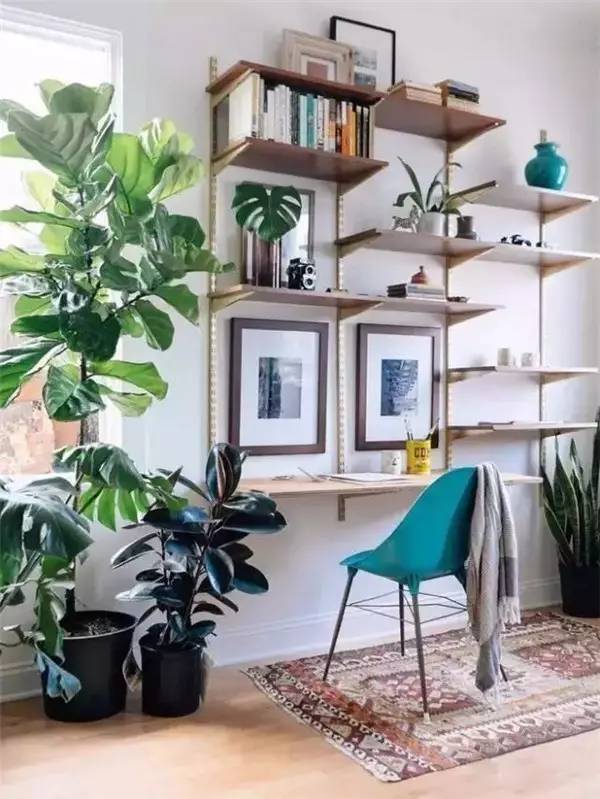 卧室门口的植物：君子兰、长寿花等