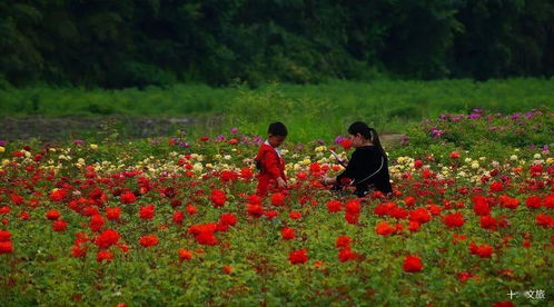 疫情防控好转，旅游迎来春天