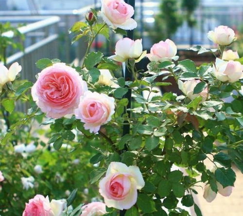 月季蕞佳光照时间：充足光照是关键