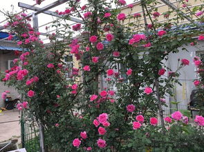 藤本月季的形态多样，你选择对了吗？