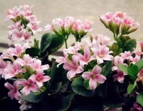 长寿之花（盛放长寿的花朵