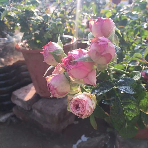 冬季高杆月季修剪的秘诀，你学会了吗？