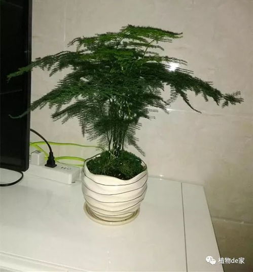 盆栽文竹种子的种植小秘籍