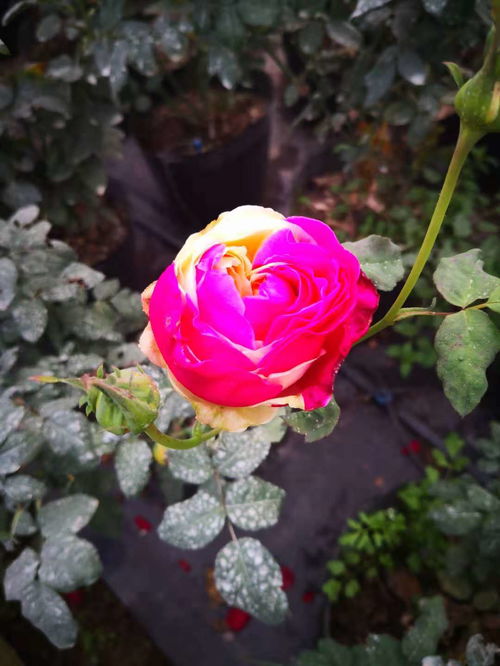 百万月季种植大会战